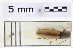 Foto (Dorsalansicht) von Athous pedemontanus (NHMW-ZOO-COL-0008557)
